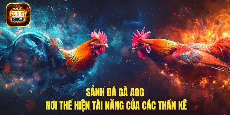 Hình thức chọi gà được yêu thích do AOG cung cấp