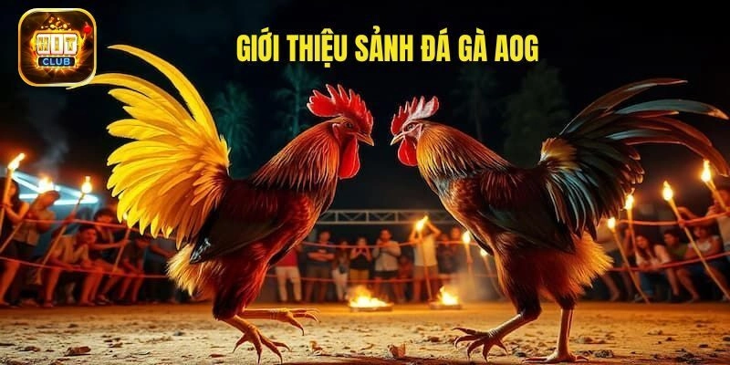 Giới thiệu về AOG đá gà