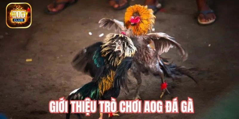 Giới thiệu AOG đá gà