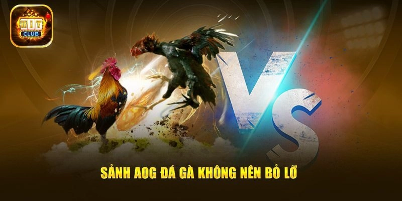 Kinh nghiệm thắng tại AOG đá gà